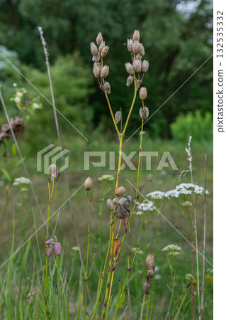 Beautiful Bladder Campion in bloom amidst lush greenery in an open field during the warm summer afternoon Beautiful Bladder Campion in bloom amidst lush greenery in an open field during the warm summer afternoon 132535332