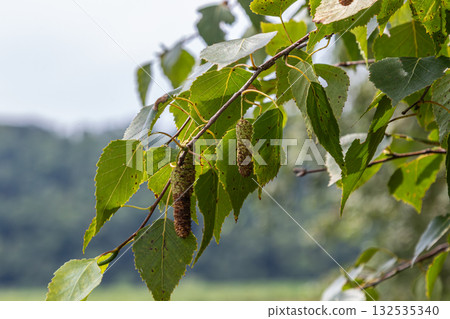 Silver birch tree Betula pendula showcases vibrant green leaves and distinctive catkins in a serene natural landscape during the late summer season Silver birch tree Betula pendula showcases vibrant green leaves and distinctive catkins in a serene natural landscape during the late summer season 132535340