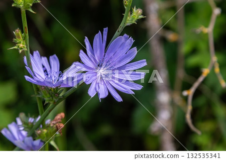 Chicory flower blooms in natural habitat showcasing vibrant lavender petals under clear sunlight Chicory flower blooms in natural habitat showcasing vibrant lavender petals under clear sunlight 132535341