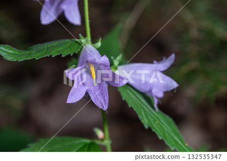 Creeping bellflower blooms in a damp woodland area during mid-summer showcasing delicate purple petals and vibrant green foliage Creeping bellflower blooms in a damp woodland area during mid-summer showcasing delicate purple petals and vibrant green foliage 132535347
