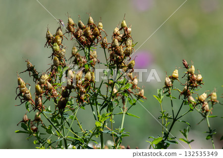 St. John's Wort plants in their natural habitat showcasing unique seed pods amidst green foliage on a bright sunny day St. John's Wort plants in their natural habitat showcasing unique seed pods amidst green foliage on a bright sunny day 132535349