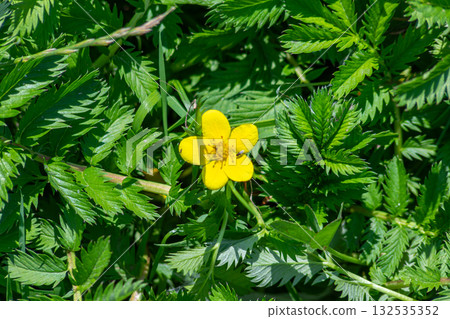 Bright yellow flower of Potentilla anserina surrounded by vibrant green leaves in a sunny meadow during springtime 132535352