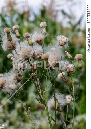 Creeping thistle flowers and seeds in a lush field during the late summer season showcase the beauty of nature's resilience and adaptability 132535353