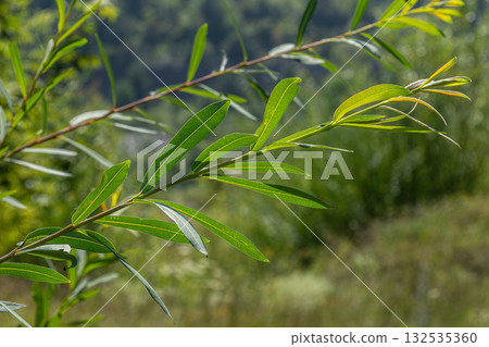 Salix caprea commonly known as Goat Willow displaying vibrant green leaves in a lush natural environment during the bright spring season 132535360