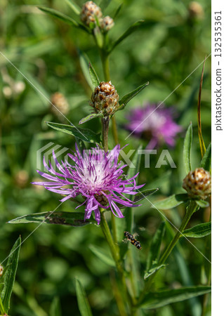 Brown knapweed blooming in a vibrant green field during late spring showcasing its striking purple petals and intricate structure 132535361
