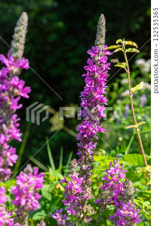 Vibrant purple loosestrife blooms showcasing their beauty in a sunny garden during late spring 132535365