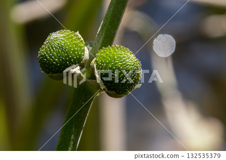 Common arrowhead plant Sagittaria sagittifolia with distinctive green buds near water in a natural aquatic habitat during sunny daylight Common arrowhead plant Sagittaria sagittifolia with distinctive green buds near water in a natural aquatic habitat during sunny daylight 132535379