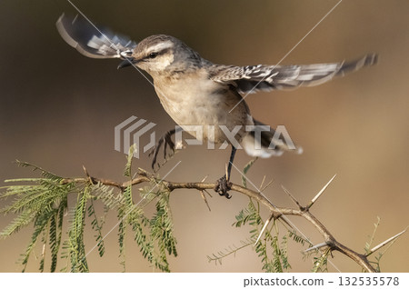 Chalk browed Mockingbird, La Pampa Province, Patagonia, Argentina Chalk browed Mockingbird, La Pampa Province, Patagonia, Argentina 132535578