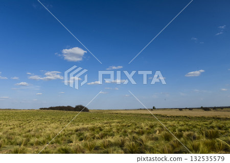 Pampas grass landscape, La Pampa province, Patagonia, Argentina. Pampas grass landscape, La Pampa province, Patagonia, Argentina. 132535579