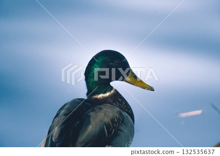 mallard duck floating on water mallard duck floating on water 132535637