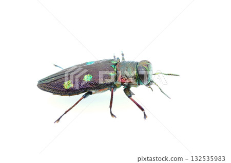 Mutuboshita獵物 Mutuboshita獵物 132535983