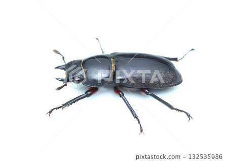 Scarlet female 132535986