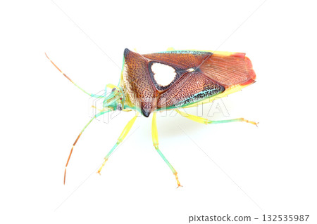 Esakimon stink bug 132535987