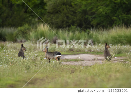 Desert cavi eating, Patagonia, Argentina 132535991
