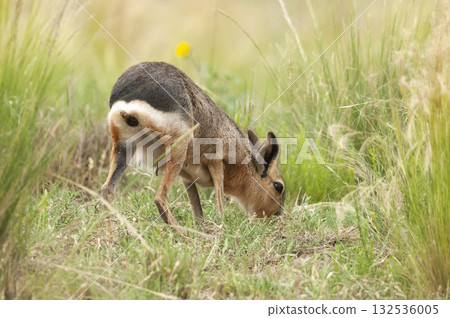 Patagonian Cavi.Peninsula de Valdes 132536005