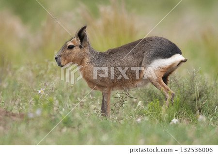 Desert cavi eating, Patagonia, Argentina Desert cavi eating, Patagonia, Argentina 132536006