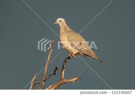 Eared Dove in Calden forest environment 132536007