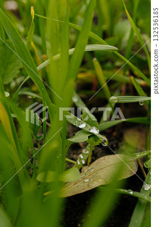 Young shoots of green barley. Selective focus. 132536185