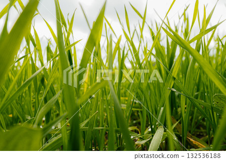 Young shoots of green barley. Selective focus. 132536188