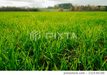 Young shoots of green barley. Selective focus. 132536190