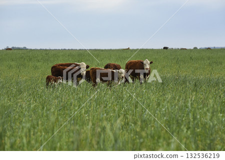 Herd of cows in Pampas Countryside,  132536219