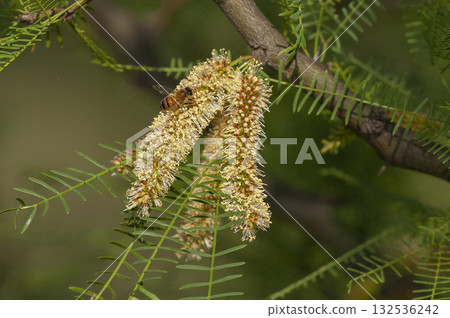 Bee on calden tree seeds in spring, La Pampa Province, Patagonia, Argentina. 132536242