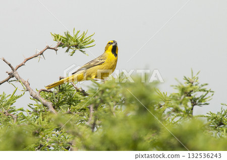 Yellow Cardinal, Gubernatrix cristata, Endangered species in La Pampa, Argentina Yellow Cardinal, Gubernatrix cristata, Endangered species in La Pampa, Argentina 132536243