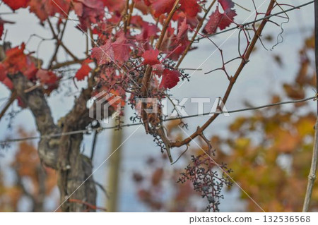 View of a vineyard destroyed after an attack by starlings. Bunch of grapes devastated after an impact by a flock of starlings. The concept of agriculture, wine production, and damage caused by 132536568