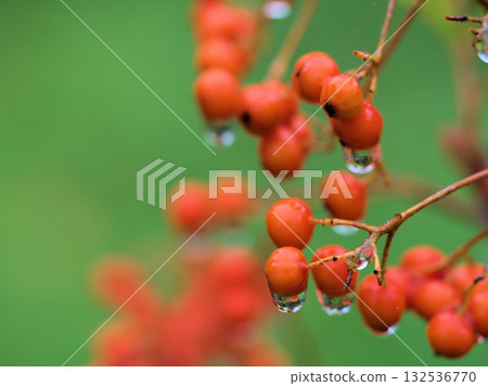 Red rowan berries that turn red in November Red rowan berries that turn red in November 132536770