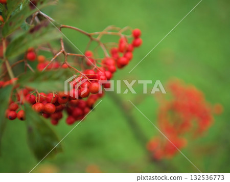 Red rowan berries that turn red in November Red rowan berries that turn red in November 132536773
