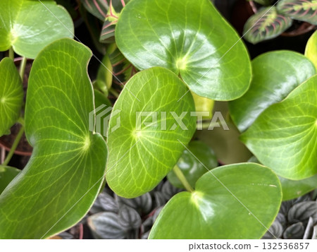 Pilea plant with round glossy leaves in nursery setting, vibrant indoor foliage texture 132536857