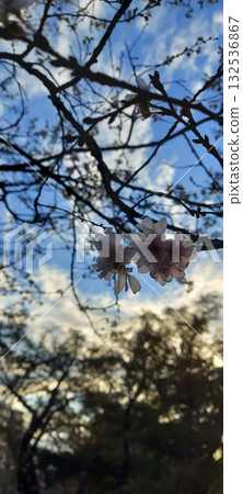 櫻花在夕陽下染色 132536867