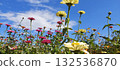 發光在藍天的波斯菊 132536870