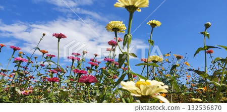 發光在藍天的波斯菊 發光在藍天的波斯菊 132536870