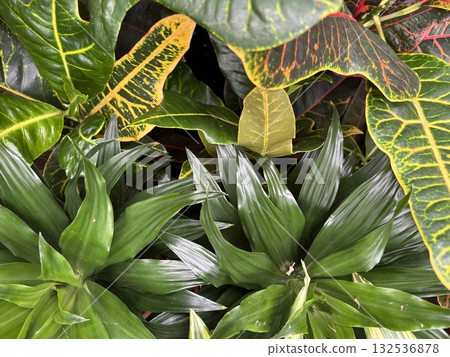 Croton plant with multicolored leaves, yellow and green variegation in tropical garden setting 132536878