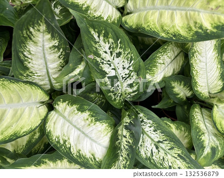 Dieffenbachia plant foliage close up, green and white spotted leaves texture in lush garden ambience 132536879