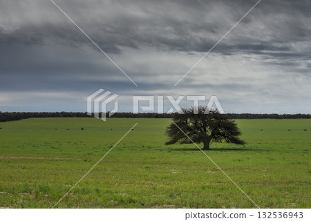 Pampas countryside landscape, La Pampa province, Patagonia, Argentina. 132536943
