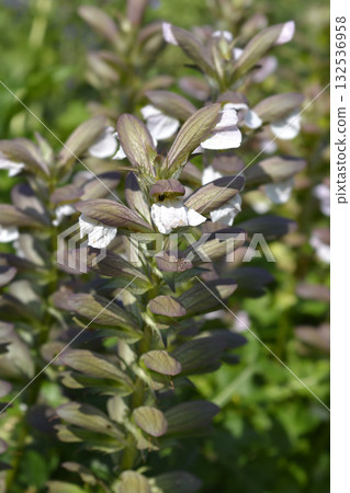 Balkan bears breeches 132536958