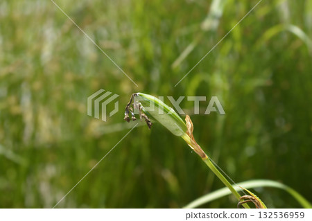 Yellow iris 132536959