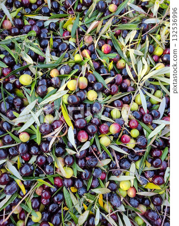 Freshly Harvested Olive Mix Freshly Harvested Olive Mix 132536996