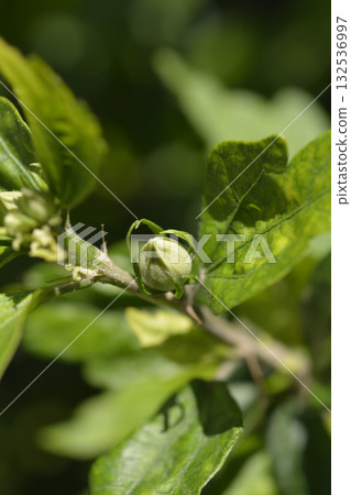 Rose Of Sharon 132536997