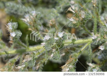 Italian bugloss 132536998