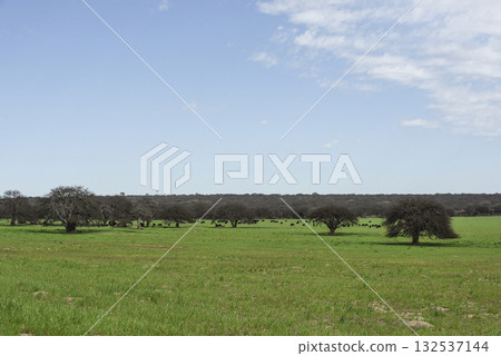 Pampas countryside landscape, La Pampa province, Patagonia, Argentina. 132537144
