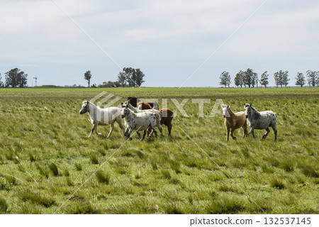Herd of horses in the coutryside, La Pampa province, Patagonia, Argentina. Herd of horses in the coutryside, La Pampa province, Patagonia, Argentina. 132537145