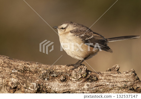Chalk browed Mockingbird, La Pampa Province, Patagonia, Argentina Chalk browed Mockingbird, La Pampa Province, Patagonia, Argentina 132537147