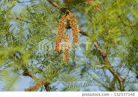 Calden tree seeds in spring, La Pampa Province, Patagonia, Argentina. Calden tree seeds in spring, La Pampa Province, Patagonia, Argentina. 132537148