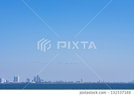 Migratory birds in Tokyo Bay Migratory birds in Tokyo Bay 132537168