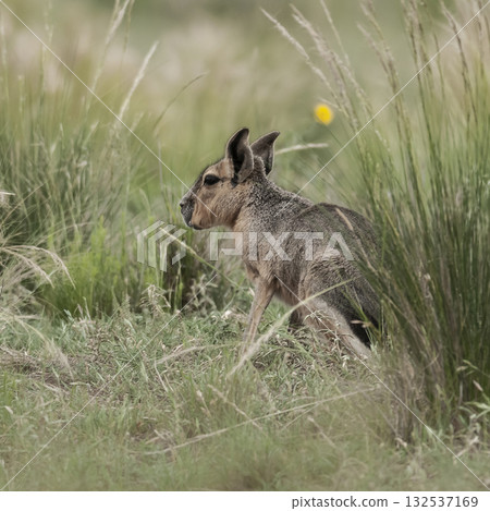 Patagonian Cavi.Peninsula de Valdes 132537169