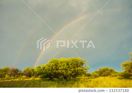 Pampas countryside landscape, La Pampa province, Patagonia, Argentina. 132537180