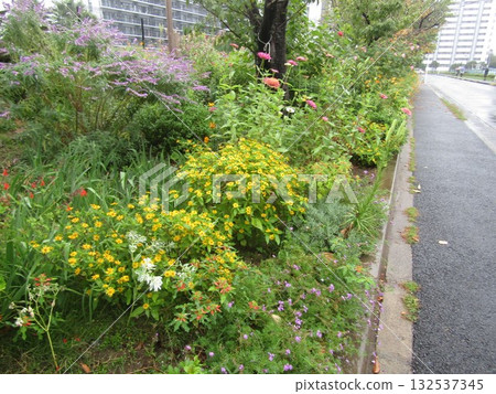 Yellow flowers of Salvia leicantha and Melampodium Yellow flowers of Salvia leicantha and Melampodium 132537345